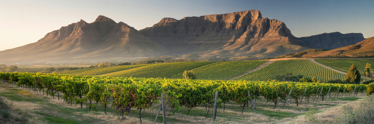 Cape Winelands Vintners banner